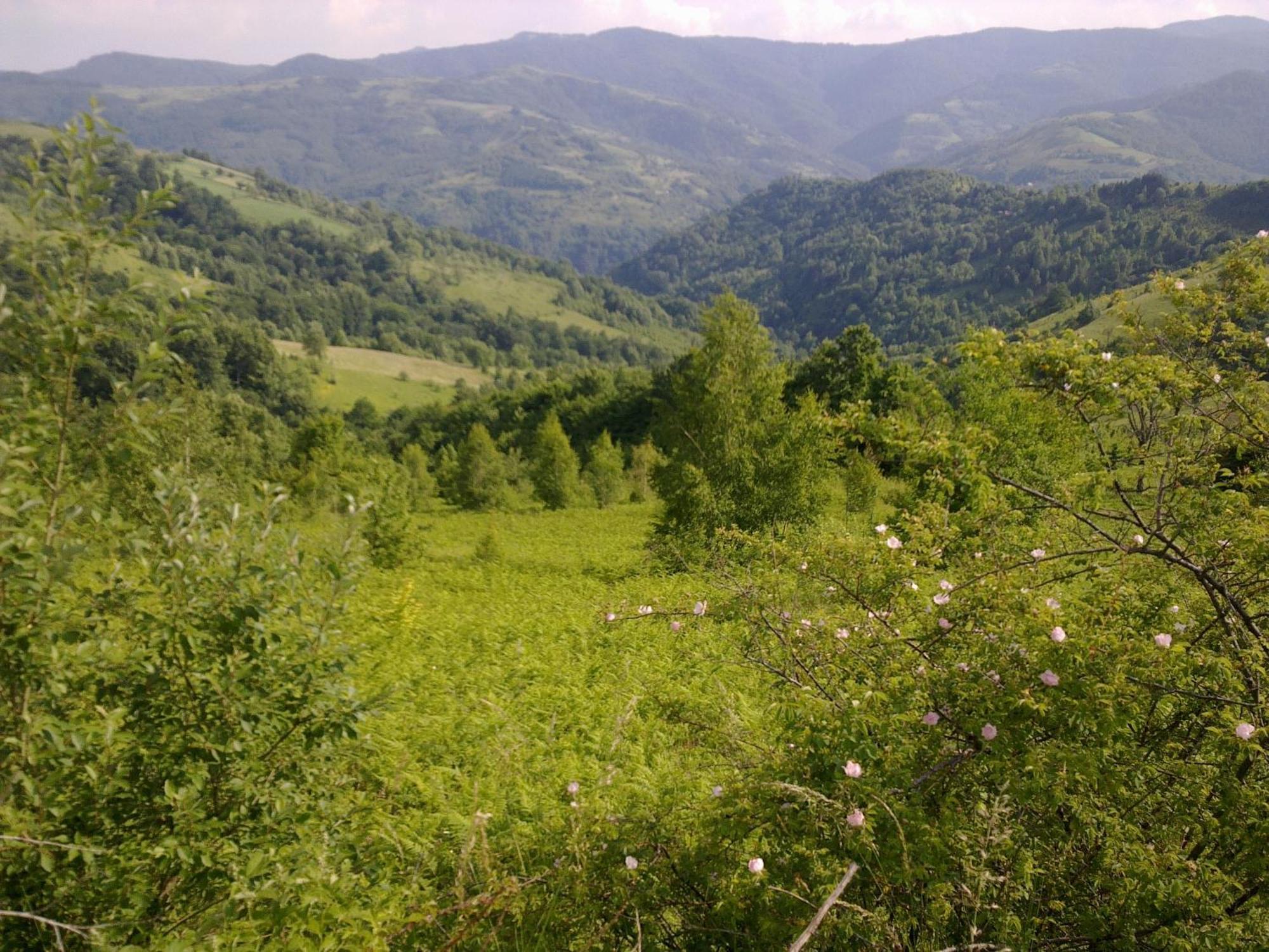 Hotel Javor Kušići Екстериор снимка